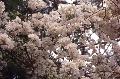 Singapore White Bougainvillea / Bougainvillea 